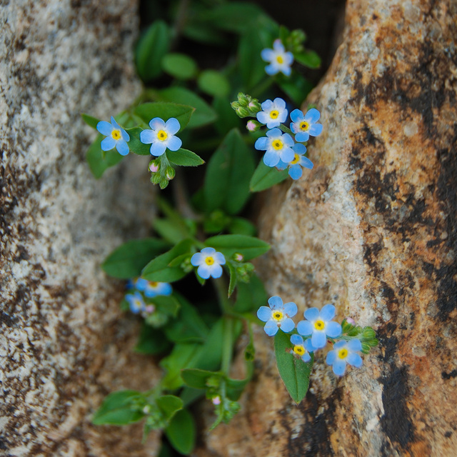 岩缝中的小花
